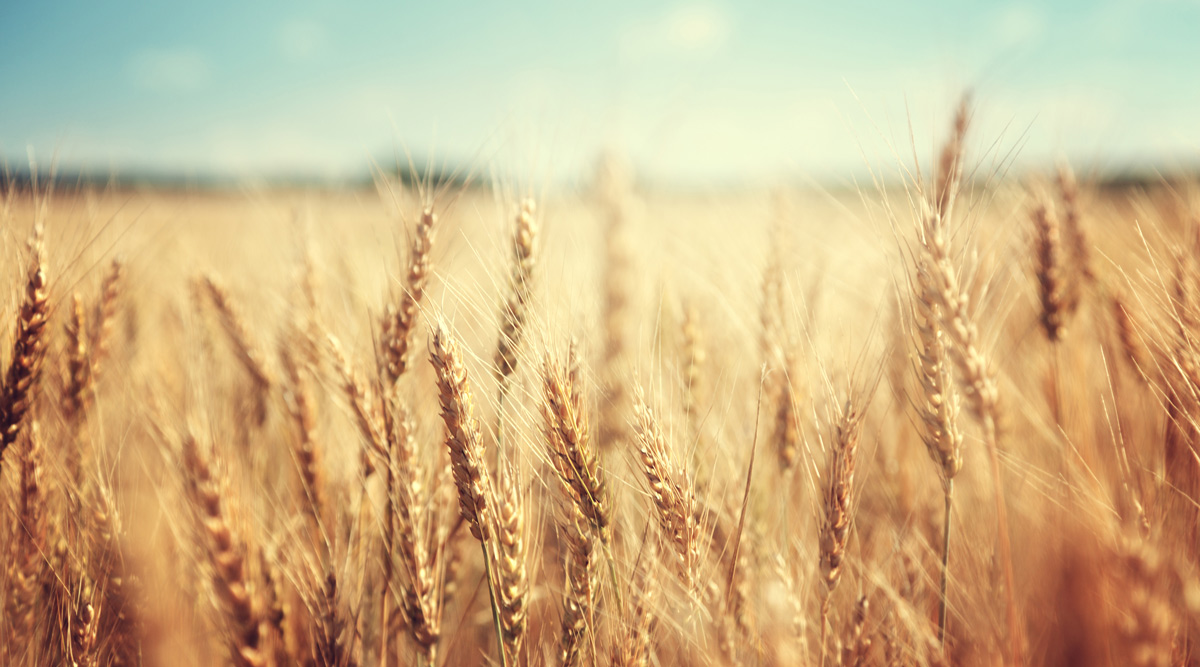 Cottonwood Dental blurry wheat field